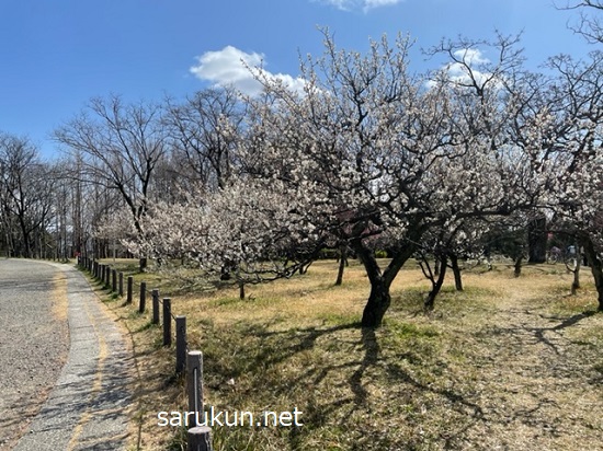 笠寺公園に咲いてる梅
