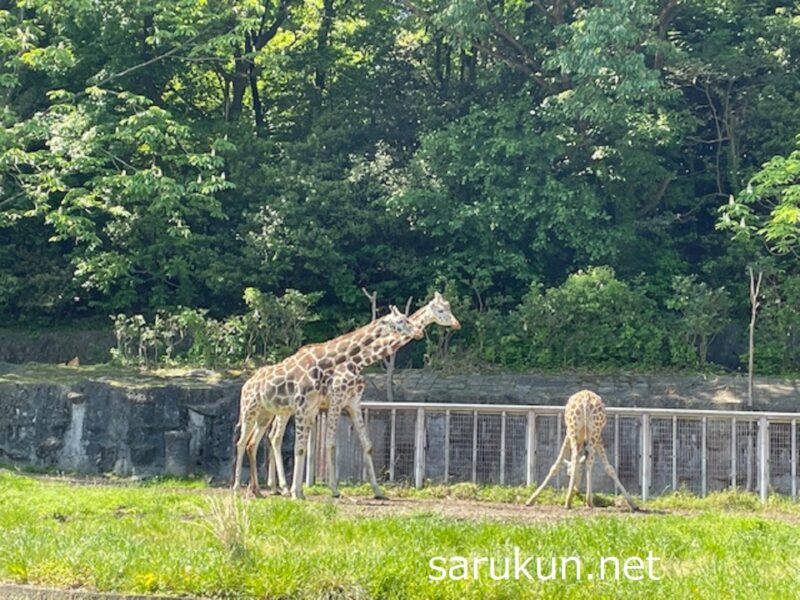 東山動物園の動物（キリン）